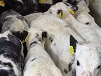 Rinder (Partie, Geschlecht nicht angegeben), Simmental cattle — Foto 6