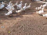 Ducks — फ़ोटो 3