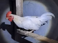 डेनिश हेन — फ़ोटो 2