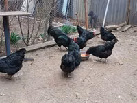 Australorp — photo 1