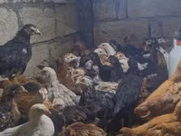 Chickens — Foto 2