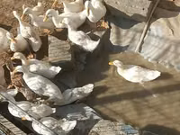 Ducks — photo 2