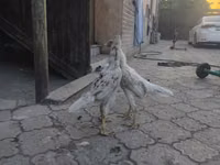 دجاج شمو — الصورة 4