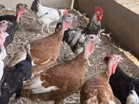Turkeys — الصورة 2