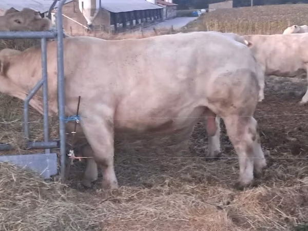 Bulle, Charolais cattle