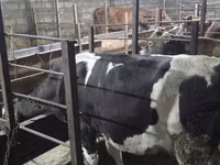 Vache, Race Holstein — photo 2