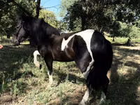 خيول (دفعة، الجنس غير محدد), American shetland pony — الصورة 1