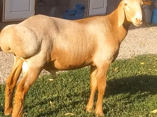 Bélier, Arashan sheep