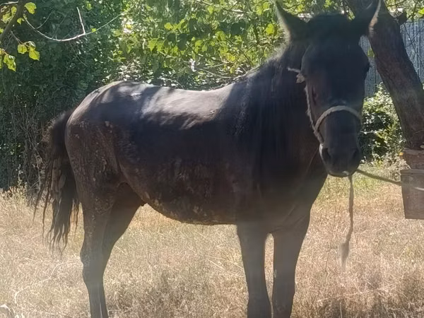 Cheval, French Trotter