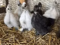 Poule soie — photo 1