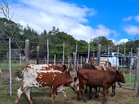 母牛, Nguni cattle — 照片 6