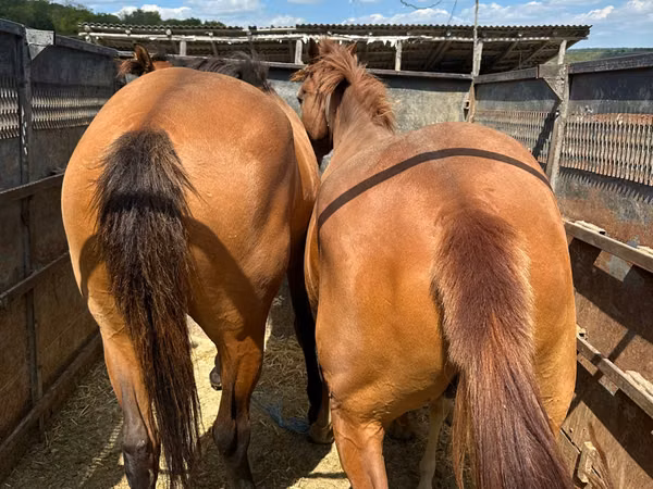 Jument, Chevaux