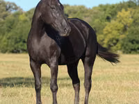 Yegua, Quarter Horse — foto 4