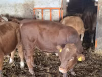 Taureau, Simmental cattle — photo 1