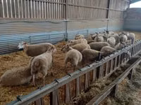 Oveja, Rouge de l’Ouest sheep — foto 1