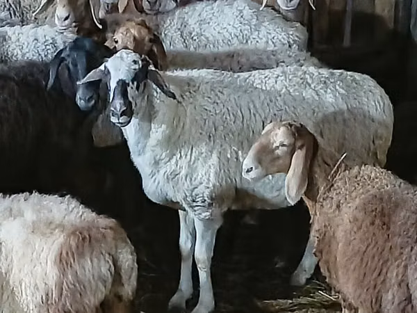 Sheep, Sheep