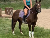 Stute, Quarter Horse — Foto 3