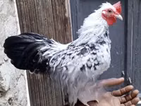 poules Shamo — photo 2