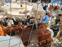 शामो चिकन्स — फ़ोटो 6
