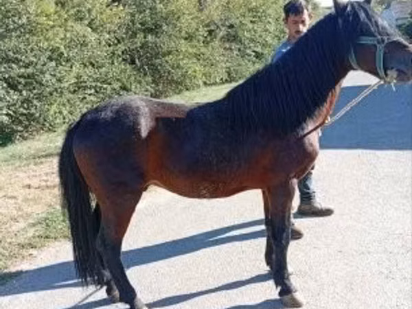 公马, Horses