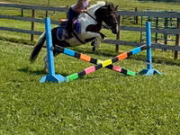 Cheval, Pinto horses — photo 2