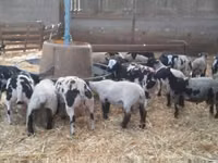 Widder, Zwartbles sheep — Foto 1