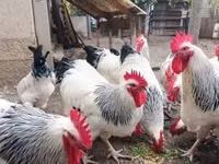 ससेक्स — फ़ोटो 3