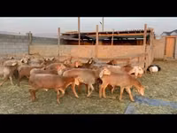 Widder, Karakul sheep — Foto 3
