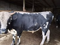 ثور, Russian Black pied cattle — الصورة 1