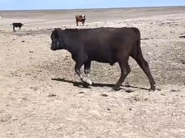 ثور, سلالة أويليكل