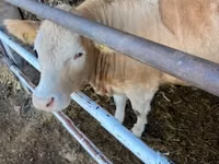 Kuh, Charolais cattle — Foto 5