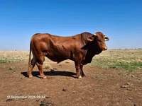सांड, बिफमास्टर — फ़ोटो 4