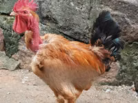Shamo chickens — photo 1