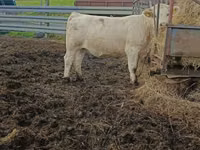 Kuh, Charolais cattle — Foto 3