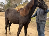 Cheval, Black Sea breed — photo 3
