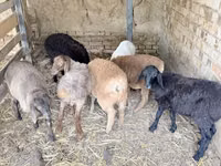 Bélier, Moutons — photo 4