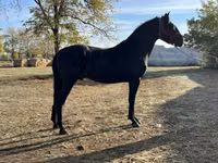 Horse (M), Nonius horse — photo 1
