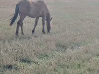 Jument, Mugalzhar horse — photo 2