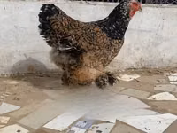 Chickens — photo 1