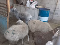 Brebis, Yecheng sheep — photo 2