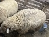 Widder, Merino sheep — Foto 1