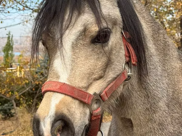 Stute, Welsh Mountain Pony