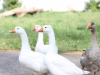 लिंडा — फ़ोटो 4