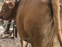 Vaca, Ganado vacuno — foto 4