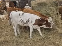 Rinder (Partie, Geschlecht nicht angegeben), Simmental cattle — Foto 8