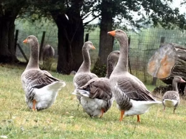 Graue und graugescheckte dänische Gans