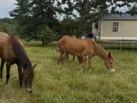 Cheval, Mule — photo 6