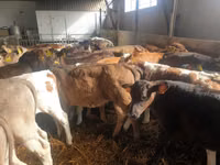 牛只（批次，未指定性别）, Simmental cattle — 照片 4