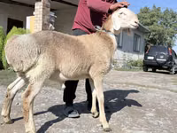 मेढ़ा, Arashan sheep — फ़ोटो 3