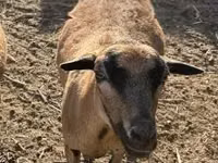 Sheep (batch, sex not specified), Cameroon sheep — photo 3